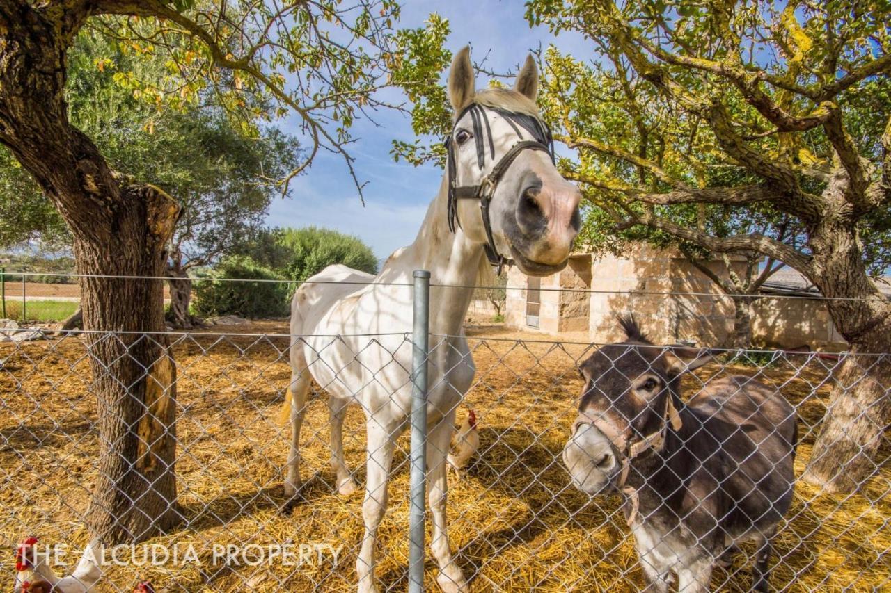 אלקודיה Finca Pegasus מראה חיצוני תמונה
